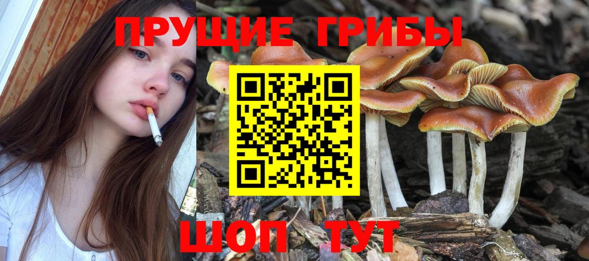 Псилоцибиновые грибы Psilocybine cubensis Армавир